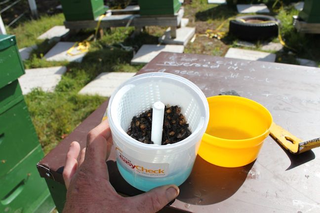Using the EasyCheck varroa mite washer